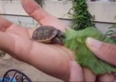 Kleine Schildkröte am fressen