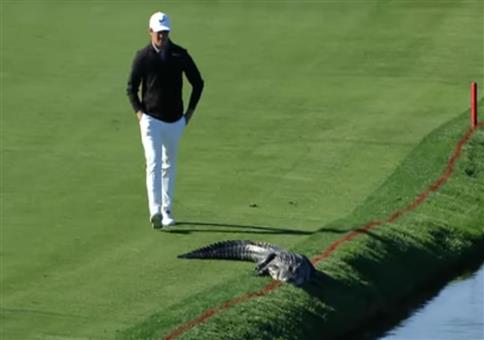 Mutige Aktion aufm Golfplatz