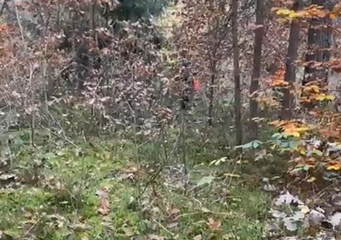 Bei der Treibjagd fast umgerannt