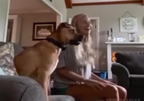 Hund fiebert zu sehr mit