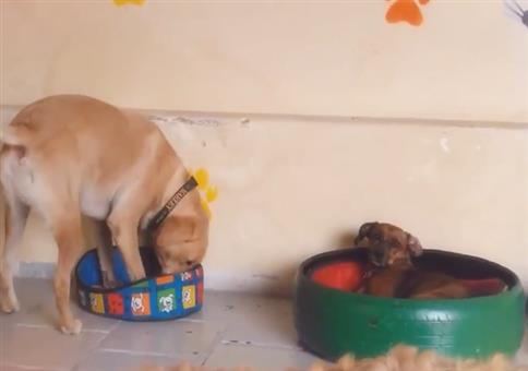 Wenn die Hundis ihre Körbchen tauschen