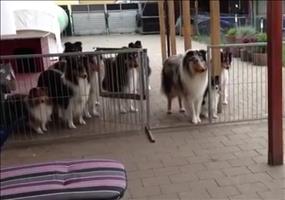 Hunde werden zum Essen einzeln aufgerufen