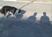 Hund hat Angst vor Schatten
