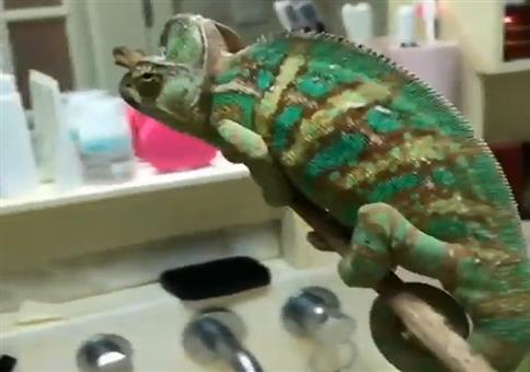 Mit dem Chamäleon Fliegen in der Wohnung fangen