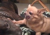 Pitbull vs. Chihuahua
