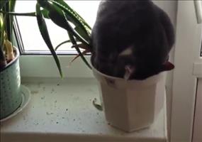 Katzen-Pflanze