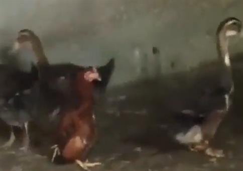 Huhn in Identitätskrise