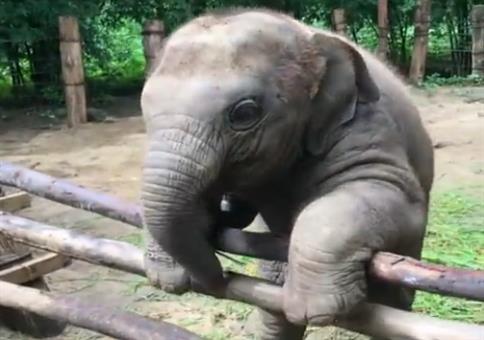 Dieser Elefant ist ein Ausbrecher