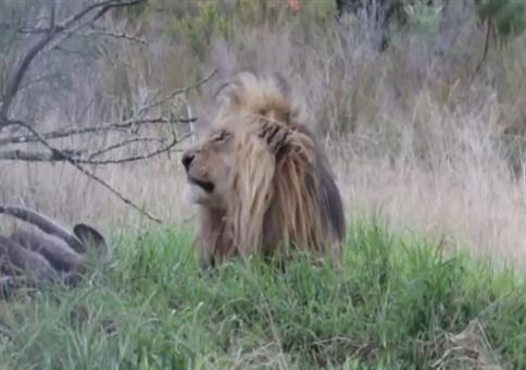 Störe keinen Löwen beim Fressen