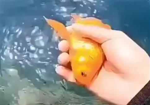 Der Fisch will zurück