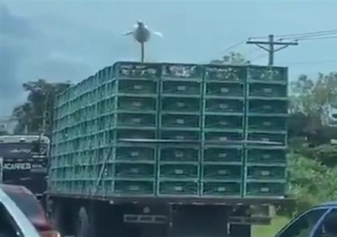 Gans entkommen und eingesackt