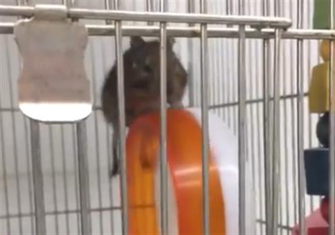 IM Hamsterrad laufen kann ja jeder