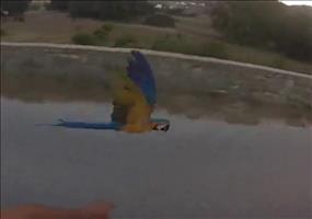 Mit dem Papagei Gasse fliegen