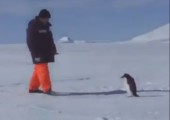 Aggro Pinguin