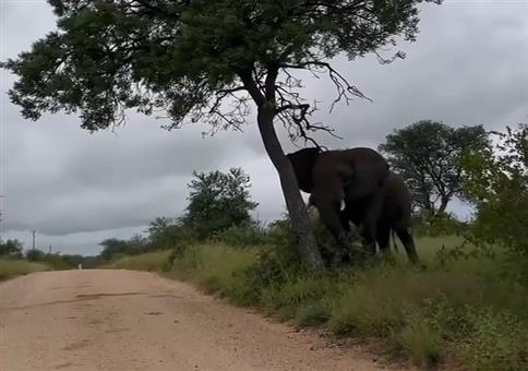 Elefant fällt Baum