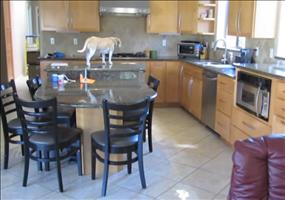 Hund klaut Chicken Nuggets