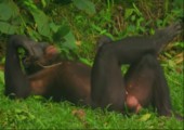 Bonobo Affen - Wie die Karnickel