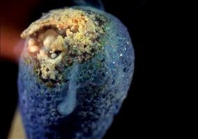 Streichholz anzünden in Super SloMo - 4000fps