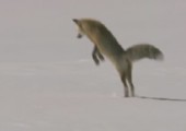 Fuchs jagt mit den Ohren