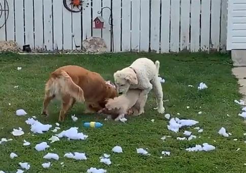 Hunde beim Koitus erwischt