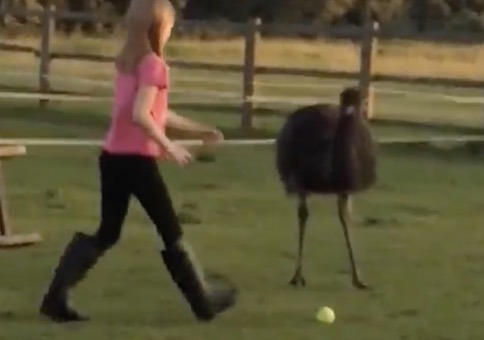Emu spielt gerne Ball
