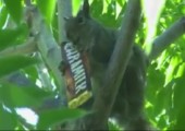 Eichhörnchen frisst Schokoriegel