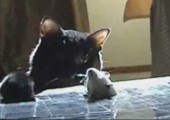 Katze vs. Mäuselöcher