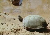 Schildkröte vs. zwei Krokodile