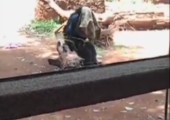 Affe überrascht Kinder