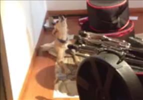 Dieser Hund hat den Blues