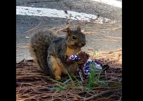 Eichhörnchen hat Hunger