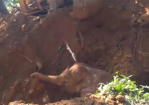 Baby-Elefanten retten und Dank der Eltern erhalten