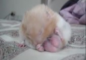 Kleiner Hamster schläft