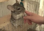 Chinchilla genießt seine Massage