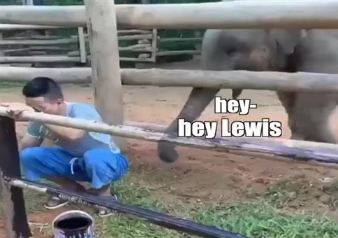 Wenn der Elefant nur ein bisschen quatschen möchte