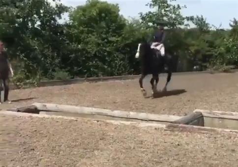 Wie das Pferd das Hindernis meistert