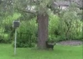 Hund jagt Eichhörnchen