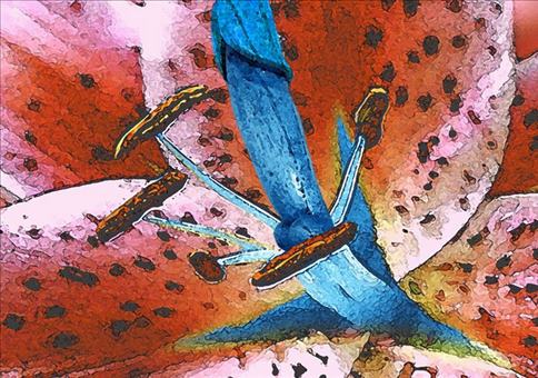 Blauer Penis gehüllt in roter Lilie