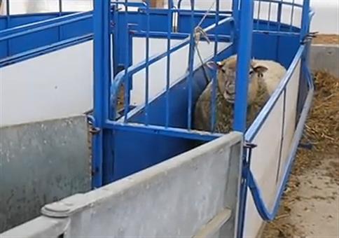 Dickes Schaf hat keinen Bock