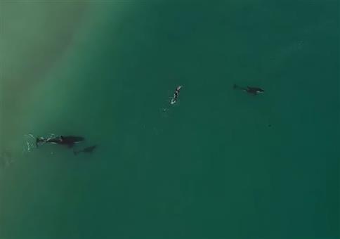 Orcas begleiten Schwimmer