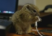 Kleines Eichhörnchen knabbert an Kopfhörern