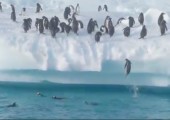 Pinguine beim springen