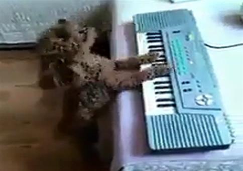 Hund am Keyboard = Ohrenbluten