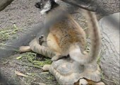 Lemur nimmt Schildkrötenzug