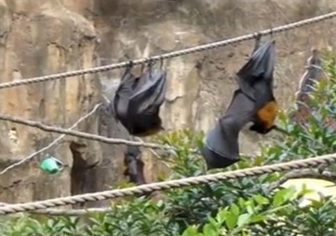 Fledermaus am Abschütteln