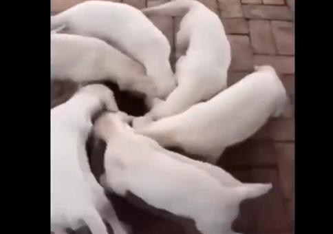 Wirbelsturm um den Futternapf