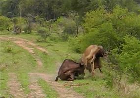 Büffel schleudert Löwe in die Luft