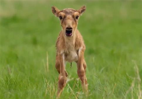 Planet Earth II - Screaming animals