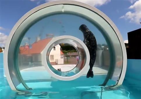 Robbe mit weitem Ausblick