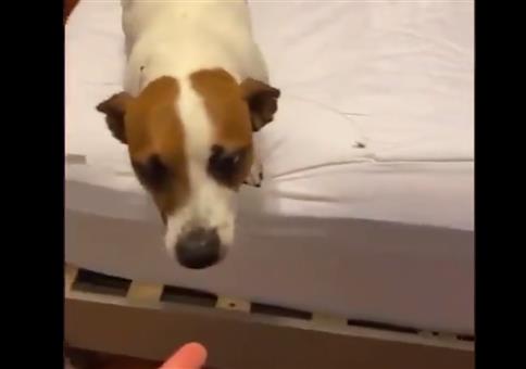 Spinne, Bett und Hund